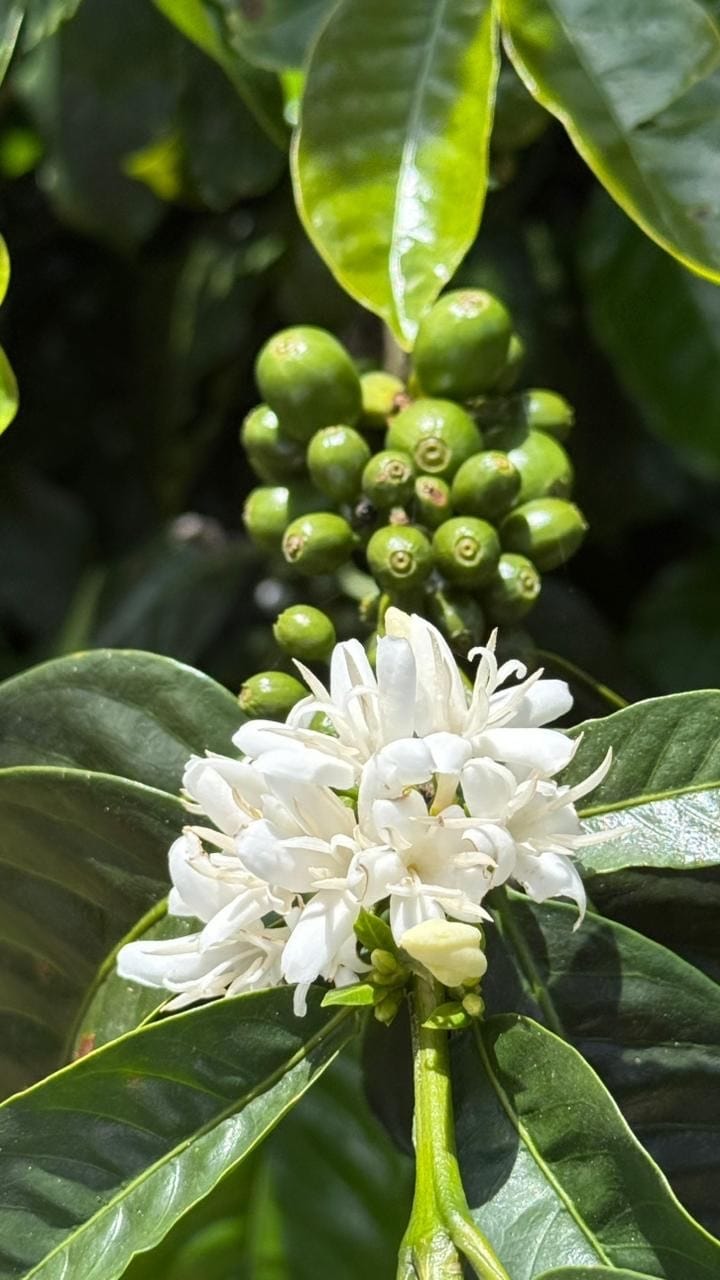 Cooperativa Cafetalera Santa Fe Limitada