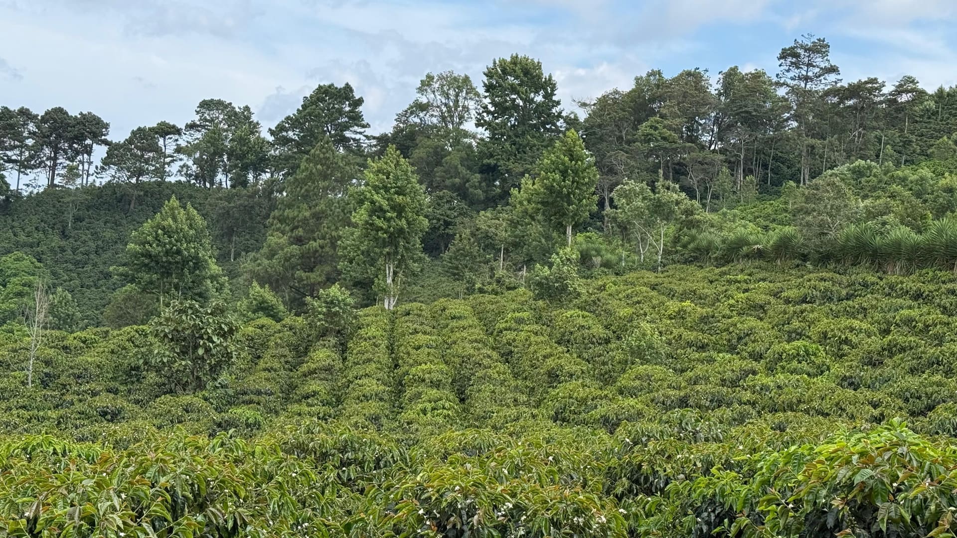 Finca COCASFEL